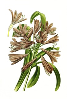 Agapanthus umbellatusn Lily of the Lilies, Flower