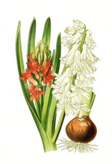 Garden Hyacinth,