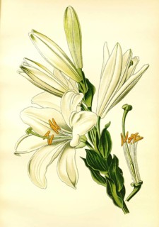 White or St. Josephs Lily, Madonna lily