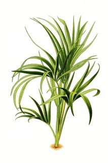 Howea belmoreana, Curly palm