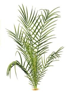 Phoenis spinosa, Spiny Date Palm. Phoenix palm