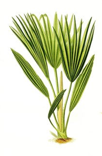 Livistona chinensis, Bourbon Palm