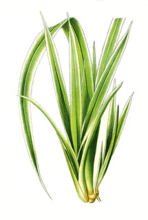 Pandanus veitchi, Veitchs Screw-Pine