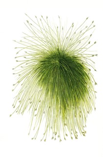 Scirpus riparius, Schoeneoplectus californicus