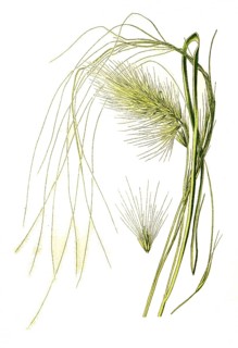 Pennisetum longistylum, Feather Grass