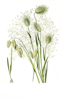 Brixa maxima, Quaking hares tail grass