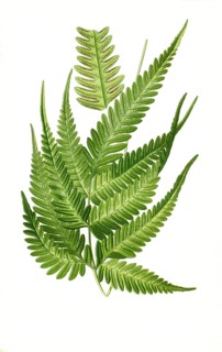 Pteris quadriaurita var argyraea, fern. Fern
