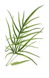 Pteris serrulata, Spider Fern. Spider fern