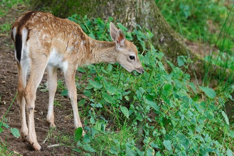 Fallow deer,