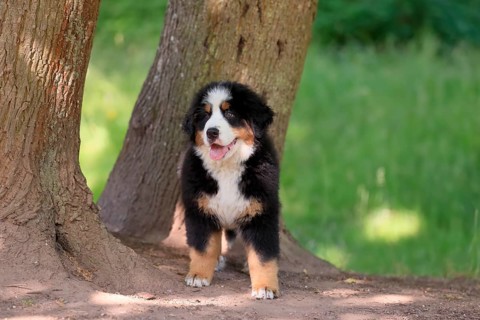 Bernese mountain domestic dog,