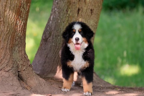 Bernese mountain domestic dog,