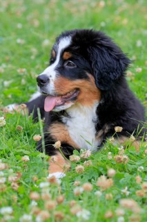 Bernese mountain domestic dog,