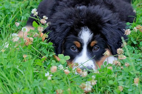 Bernese Mountain domestic dog,