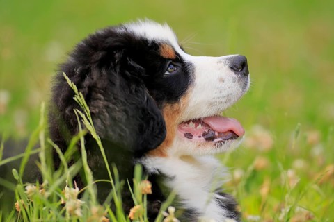 Bernese mountain domestic dog,