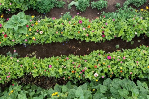 Zinnias and marigolds in a flower field, Schwaneberg