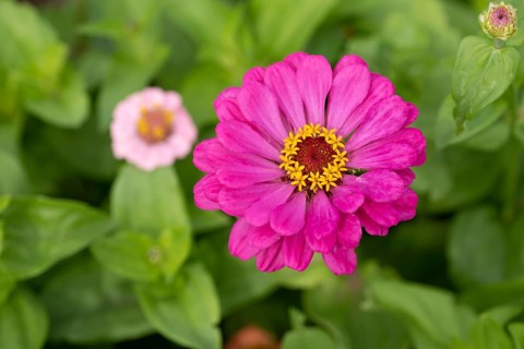 Zinnia,