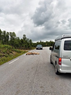 Car brakes, sheep lying on a country road