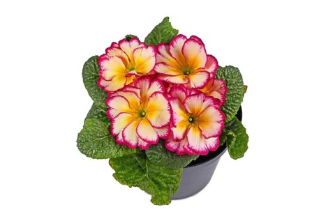 Pink and yellow potted 'Primula Acaulis Scentsation' primrose flowers on white background,