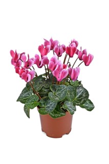 Potted pink 'Cyclamen Persicum' flowers on white background,