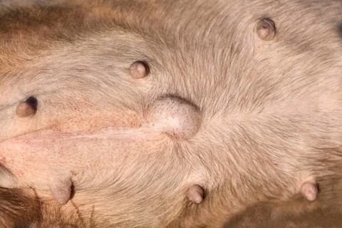 Umbilical Hernia in dog. Bulldog belly with outward bulging around the umbilicus,