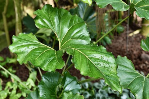 Large wavy leaf with ruffled edges of an exotic 'Anthurium Brownii' plant,