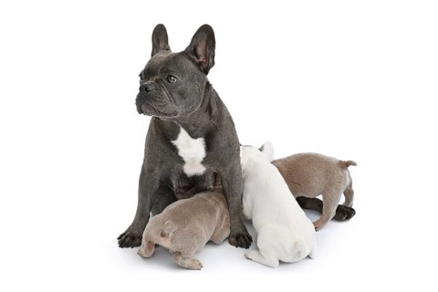 French Bulldog dog nursing her puppies on white background,