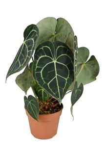 Potted tropical 'Anthurium Clarinervium' houseplant on white background,