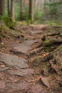 Stones and roots on a path in the Black Forest, Unterhaugstett
