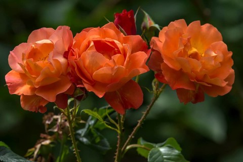Three salmon-coloured shrub rose,