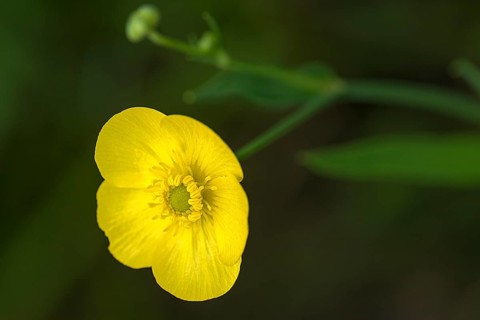 Yellow water-lily,