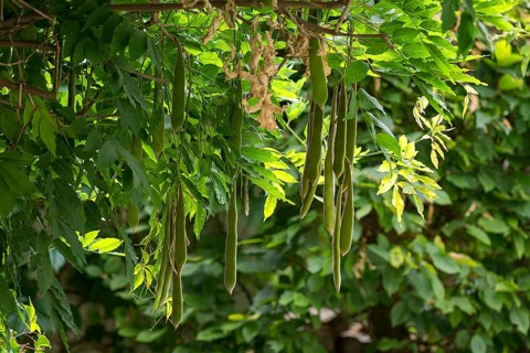 Seed pods of the wisterias,
