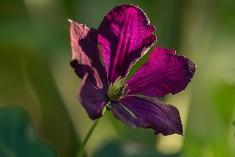 Italian wood vine,