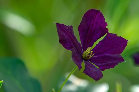 Italian wood vine,