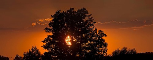 Setting sun behind an european ash,