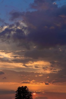 Evening clouds with setting sun, below an alder