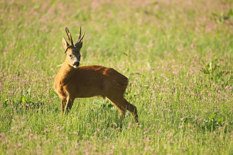 European roe deer,
