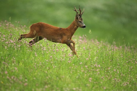 European roe deer,