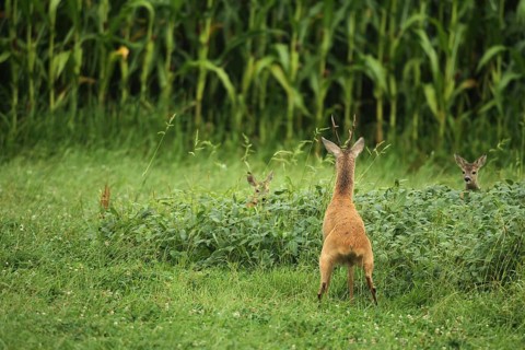 European roe deer,