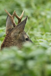 European roe deer,