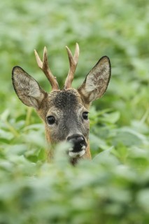 European roe deer,