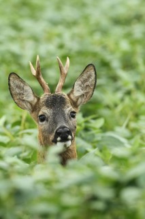 European roe deer,