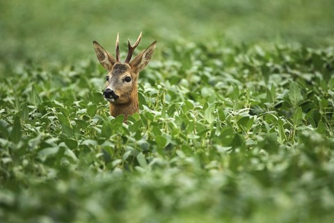 European roe deer,