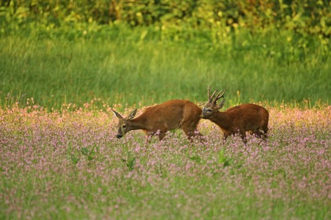 European roe deer,