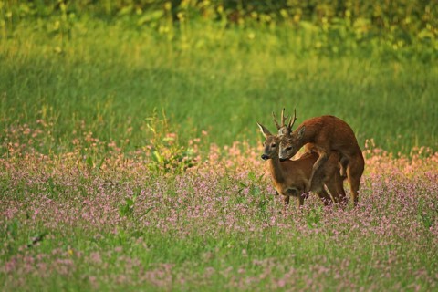 European roe deer,