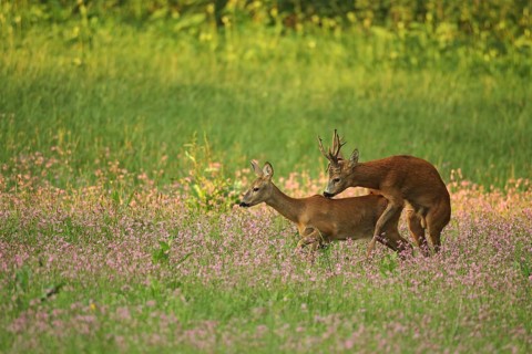 European roe deer,