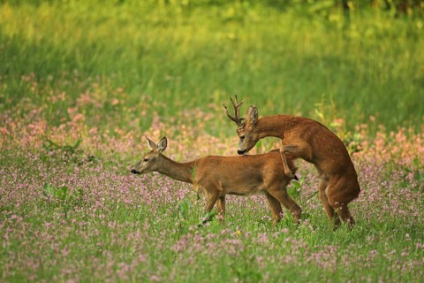 European roe deer,