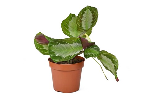Exotic 'Maranta Leuconeura Silver Band' houseplant in flower pot on white background,