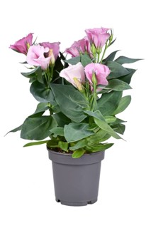 Potted Prairie Gentian plant with pink flowers on white background,