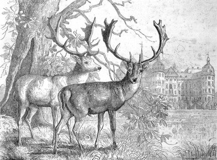 The Fallow Deer in front of Moritzburg Castle, Germany