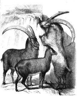 Animals, three alpine ibexes
